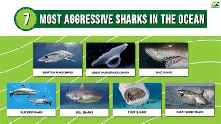 Are black sharks aggressive?