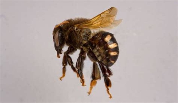 Are melipona bees extinct?