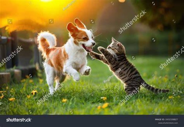 Can kittens play with dogs?