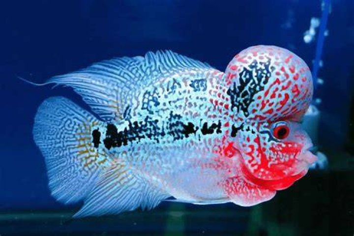 Can Oscars live with Flowerhorns?