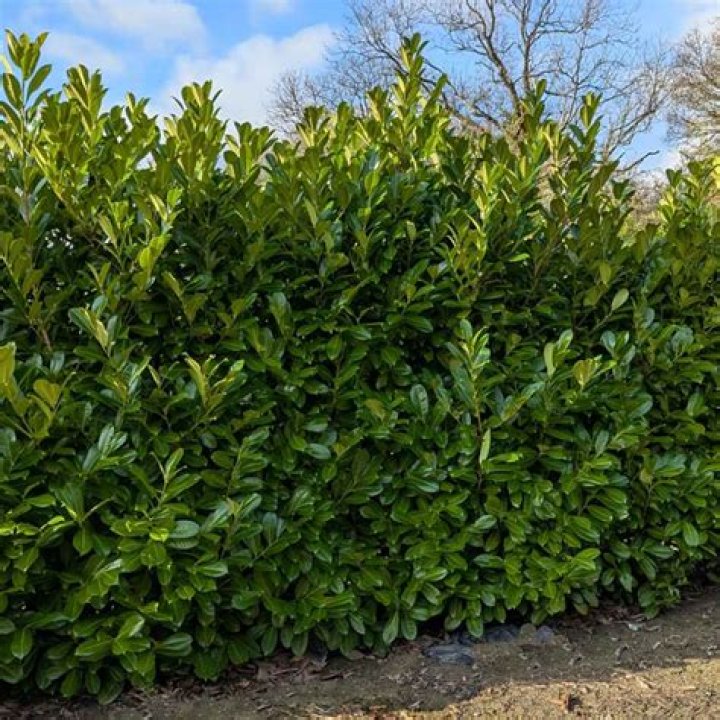 Does bay laurel make a good hedge?