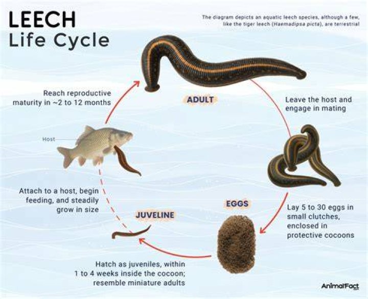 Does life leech work with totems?