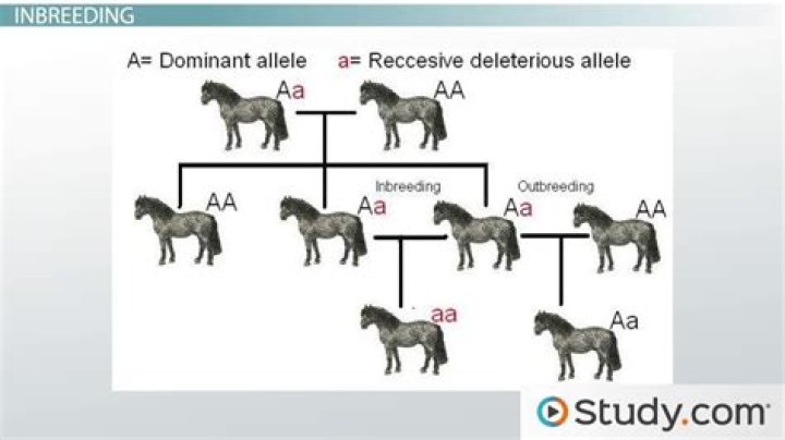 How does inbreeding affect evolution?
