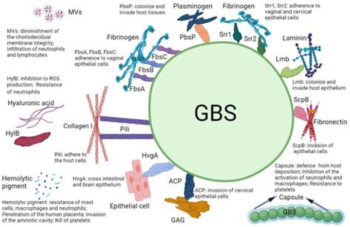 Is Group B Strep sensitive to clindamycin?