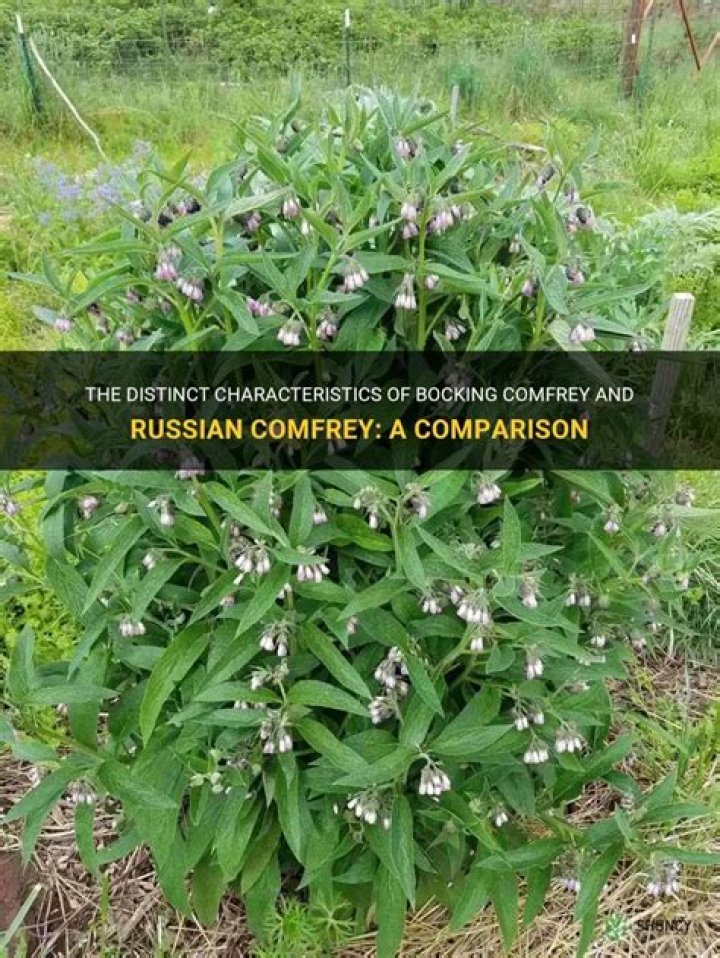 Is Russian comfrey the same as Bocking 14?