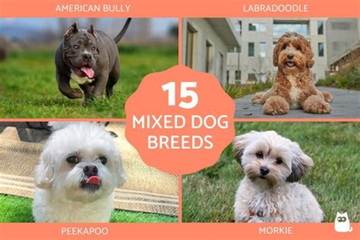 What are mix breeds called?