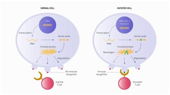 What are neo antigens?