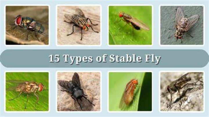 What deters stable flies?