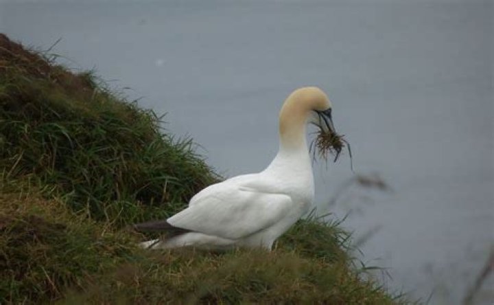 What do gannets eat?