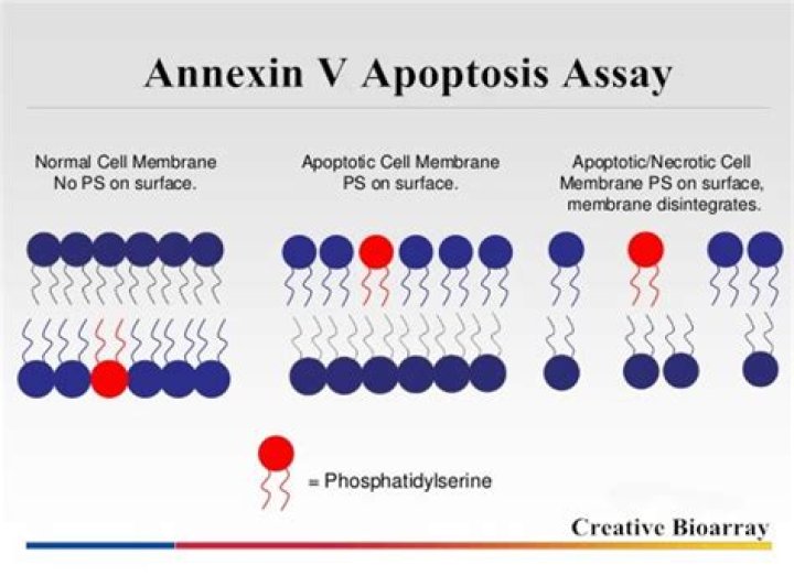 What does annexin V measure?