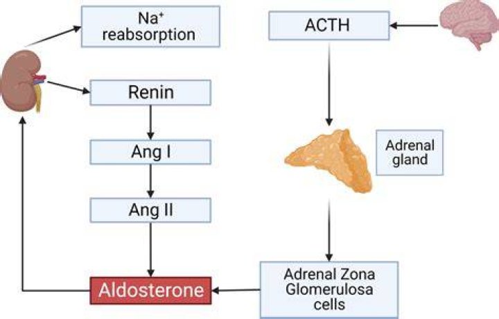 What enzyme makes aldosterone?