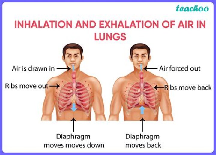 What happens during inhalation?