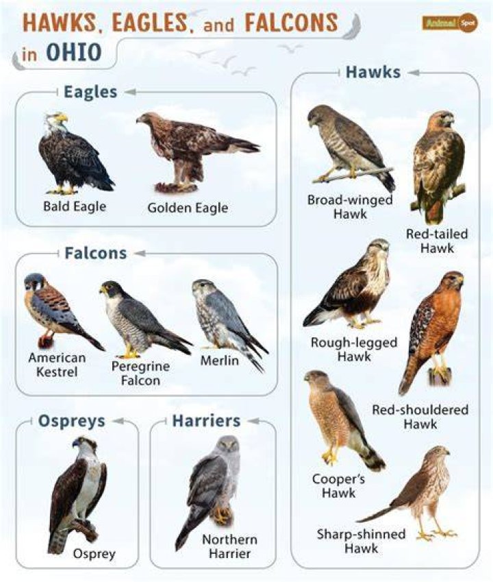 What hawks are found in Ohio?