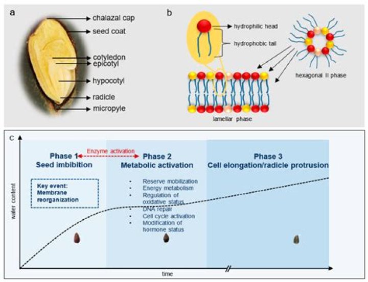What is Brassinosteroid function?