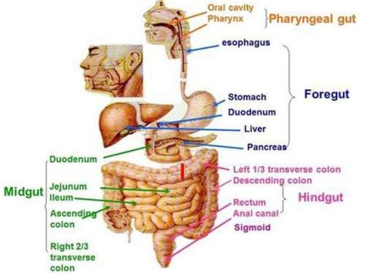 What is considered the hindgut?