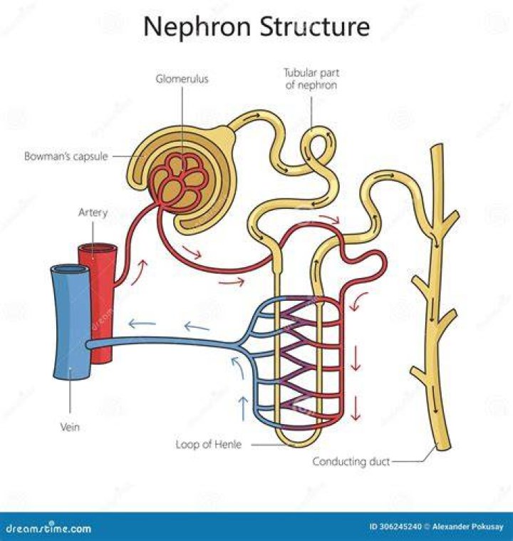 What is nephron explain with diagram?
