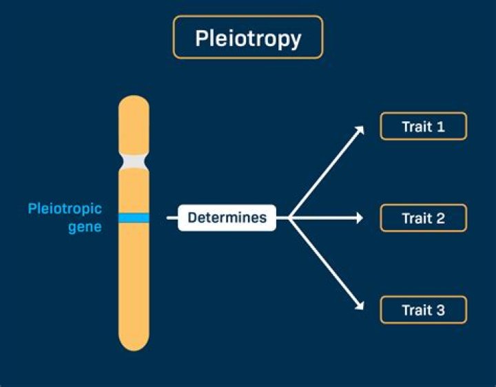 What is pleiotropic gene example?