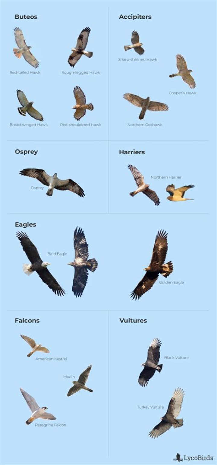 What is the difference between an eagle and a raptor?