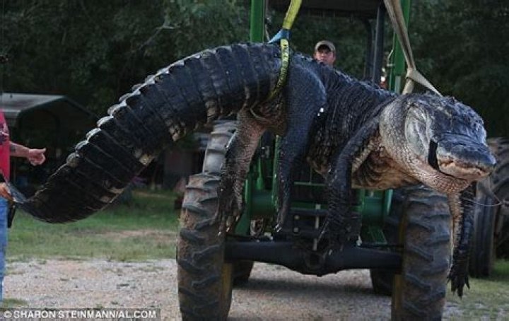 What is the largest alligator ever recorded?