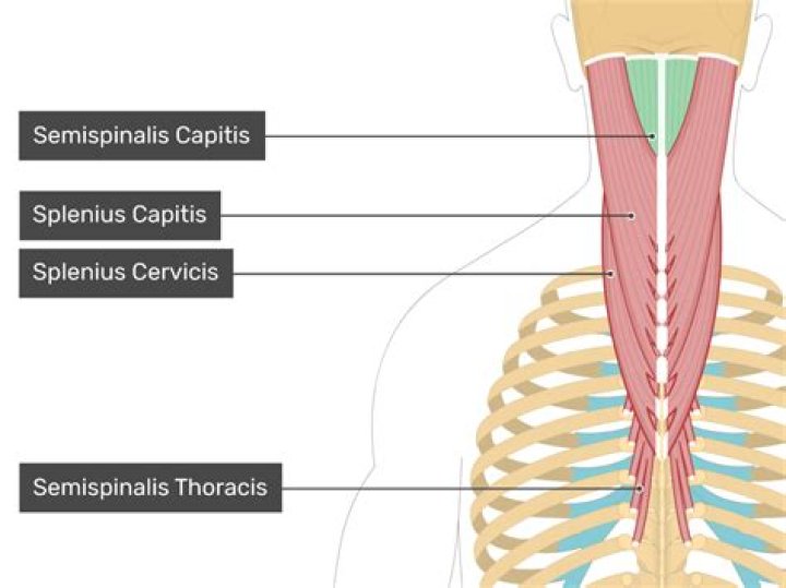 What nerves innervate semispinalis capitis?